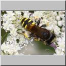 Lestica clypeata - Grabwespe w01b 12mm - OS-Hellern Wiese det.jpg